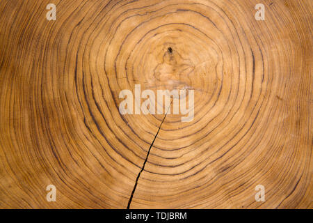 Große kreisförmige Stück Holz Querschnitt mit konzentrischen Baum ring Textur muster und Rissen. Stockfoto