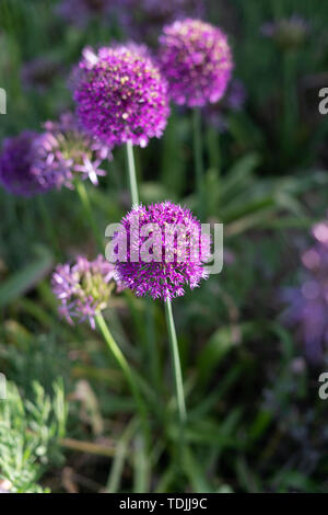 Allium aflatunense blüht im Garten Stockfoto