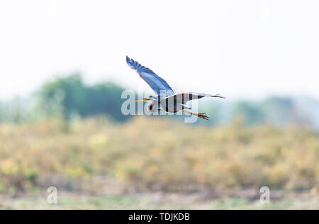 Lonely Reiher Futter in River Delta untiefen Stockfoto