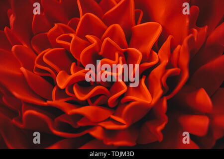 Wunderschöne Korallen Blume aus synthetischem Material. Abstrakte verschwommenen Hintergrund. Stockfoto