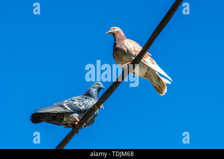 Licht und grauen Tauben liegt hoch auf einer Straße die Drähte gegen einen blauen Himmel. Nahaufnahme eines einsamen zwei städtische Tauben einander gegenüber sitzen. Ort Stockfoto