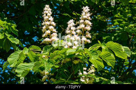 Nahaufnahme von Kastanienbaum Blumen in Kerze in Sonnenschein, Schottland, Großbritannien Stockfoto