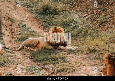 Ein großer Löwe, der auf dem Boden liegt Stockfoto