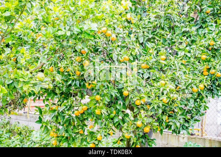 Orange Tree mit Früchten auf Mallorca Stockfoto