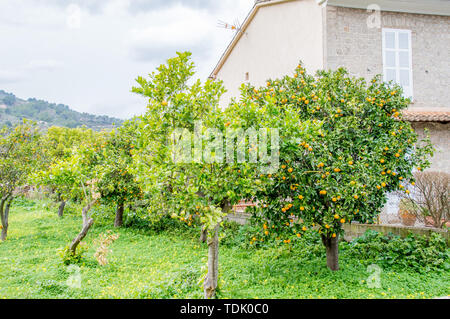 Orange Tree mit Früchten auf Mallorca Stockfoto