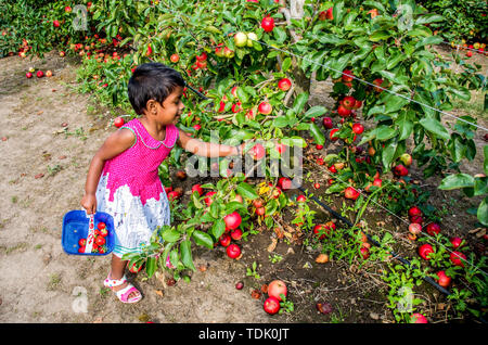 London, UK - Juli 2016: Eine junge indische Mädchen Kommissionierung Apfel von einem Baum mit einer Frucht punnet in der anderen Hand Stockfoto