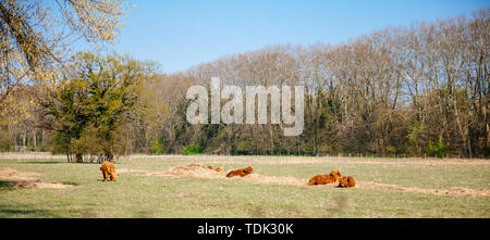 Familie der schottische Hochlandrinder in grüne Felder in der Sonne im Gras leuchtenden grünen Gras ausruhen Stockfoto