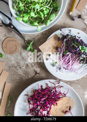 Microgreens auf Platten mit Garten tags und Schere auf grauem Hintergrund Stockfoto