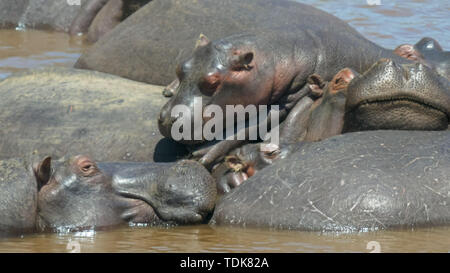 Flusspferde gestapelt auf der jeweils anderen Sonnen in Mara Fluss in der Masai Mara, Kenia Stockfoto