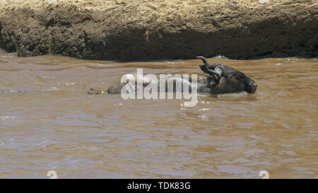 Zwei Krokodile Angriff eines Erwachsenen gnus Überquerung des Mara River in der Masai Mara, Kenia Stockfoto