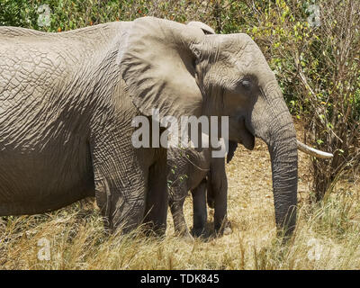 Eine Herde Elefanten füttern in der Masai Mara, Kenia Stockfoto