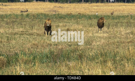 Zwei junge männliche Löwen in Koalition sehen Sie einen Rivalen in der Masai Mara, Kenia Stockfoto