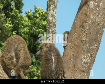 Baby olive Baboon springt auf einem Baumstamm in der Masai Mara, Kenia Stockfoto