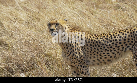 Eine Gepardin steht und sieht in der Masai Mara, Kenia Stockfoto