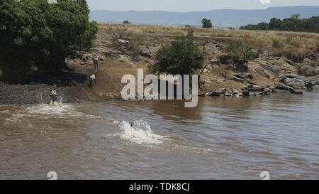 In der breiten Ansicht von mehreren Zebra sicher überqueren der Mara River in Kenia Stockfoto