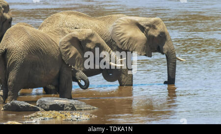 Nahaufnahme der beiden Erwachsenen afrikanische Elefanten trinken aus dem Mara Fluss in der Masai Mara, Kenia Stockfoto