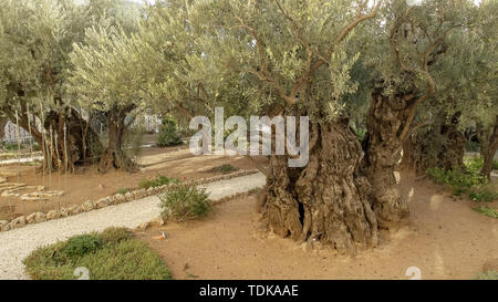 Nahaufnahme eines alten Olivenbäume wachsen im Garten von Gethsemane in Jerusalem, Israel Stockfoto