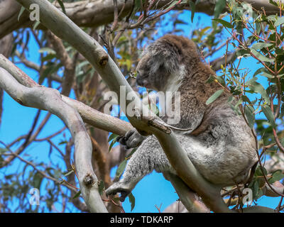 Ein koala sitzt in einer ungewöhnlichen Position in einem eukalyptusbaum in der Nähe der Great Ocean Road, Victoria Stockfoto