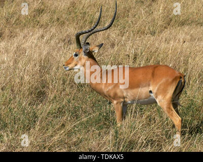 Eine Beweidung Impala schaut in Richtung der Kamera nimmt dann die Fütterung in der Masai Mara, Kenia Stockfoto