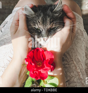 Süße, süße Kätzchen, liegend auf weibliche Hände. Ansicht von oben, close-up. Pet Care Concept Stockfoto
