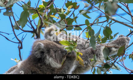 Nahaufnahme der Mutter und Baby koala Essen eukalyptus Blätter am Cape Otway auf der Great Ocean Road, Victoria Stockfoto