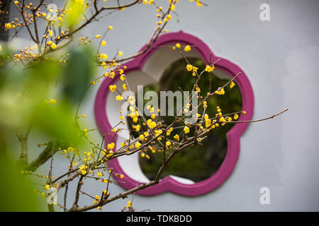 2018.1.14 Wuxi Mei Garten, mit Pflaume Bäume in den Garten gepflanzt, einer der berühmten Pflaume Wertschätzung Resorts in Jiangnan. Mit den Eigenschaften der Pflaume Garten kombiniert, mit Pflaumen verzieren den Berg, auf dem Berg Pflaume zu Pflanzen, die Pflaume schön mit den Bergen ist, ist der Berg abgeschieden von der Pflaume, mit besonderen Eigenschaften. Jetzt, Lamei geöffnet ist, wird die Pflaume Garten lockt eine große Anzahl von Touristen und Fotografen die Pflaume zu genießen. Stockfoto