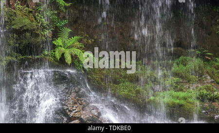 Nahaufnahme einer Farn an der Basis von Russell Falls im Mt Field National Park in Tasmanien Stockfoto