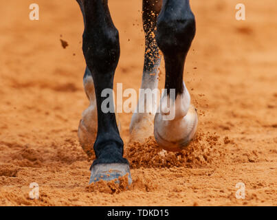 Raeford, North Carolina, USA. 16 Juni, 2019. Juni 15, 2019 - Raeford, North Carolina, USA - Ein Pferd trabt in der Dressur Ring am 2019 War Horse Event Reihe, 15. Juni bei Carolina Horse Park in Raeford, N.C. In 2013 gegründet, als die Kabine Zweig Veranstaltungsreihe, die Krieg Pferd Veranstaltungsreihe besteht aus fünf horse trials und kombinierte Tests und zieht die Reiter und ihre Pferde aus über dem Osten der Vereinigten Staaten. Credit: Timothy L. Hale/ZUMA Draht/Alamy leben Nachrichten Stockfoto