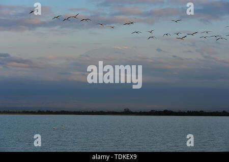 Nairobi, Kenia. 15 Juni, 2019. Ein Schwarm Vögel sind vor den Kilimanjaro im Amboseli Nationalpark, Kenia, Juni 15, 2019 gesehen. Credit: Li Yan/Xinhua/Alamy leben Nachrichten Stockfoto