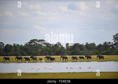 Nairobi, Kenia. 15 Juni, 2019. Spaziergang durch einen See Elefanten im Amboseli Nationalpark, Kenia, 15. Juni 2019. Credit: Li Yan/Xinhua/Alamy leben Nachrichten Stockfoto