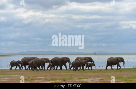 Nairobi, Kenia. 15 Juni, 2019. Spaziergang durch einen See Elefanten im Amboseli Nationalpark, Kenia, 15. Juni 2019. Credit: Li Yan/Xinhua/Alamy leben Nachrichten Stockfoto