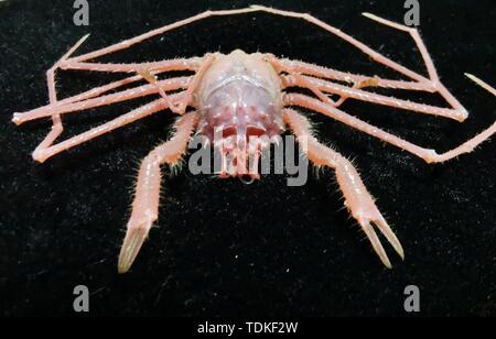 Peking, China. 31. Mai, 2019. Foto am 31. Mai 2019 zeigt ein Deep-sea Crab von Discovery, eine remote betriebenen Fahrzeug an Bord Chinas Forschungsschiff KEXUE (Wissenschaft), im westlichen Pazifischen Ozean gesammelt. KEXUE beendete seine Untersuchung der SEAMOUNTS im Westen der Pazifische Ozean und begann am 15. Juni zu segeln. Credit: Zhang Xudong/Xinhua/Alamy leben Nachrichten Stockfoto
