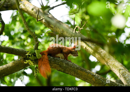 Berlin, Deutschland. 15 Juni, 2019. Ein Eichhörnchen sitzt in den Ästen eines Baumes. Foto: Jens Kalaene/dpa-Zentralbild/dpa/Alamy leben Nachrichten Stockfoto