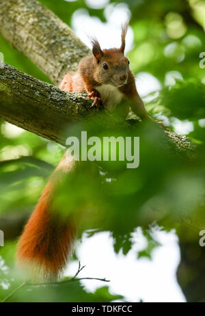 Berlin, Deutschland. 15 Juni, 2019. Ein Eichhörnchen sitzt in den Ästen eines Baumes. Foto: Jens Kalaene/dpa-Zentralbild/dpa/Alamy leben Nachrichten Stockfoto