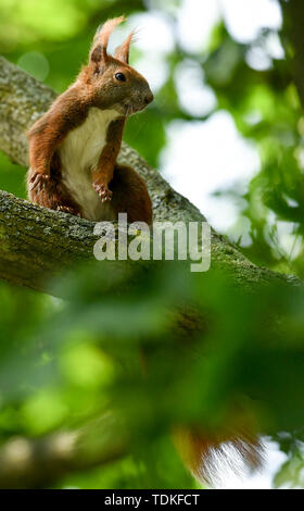 Berlin, Deutschland. 15 Juni, 2019. Ein Eichhörnchen sitzt in den Ästen eines Baumes. Foto: Jens Kalaene/dpa-Zentralbild/dpa/Alamy leben Nachrichten Stockfoto