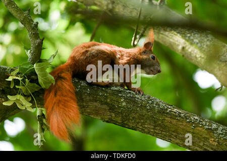 Berlin, Deutschland. 15 Juni, 2019. Ein Eichhörnchen sitzt in den Ästen eines Baumes. Foto: Jens Kalaene/dpa-Zentralbild/dpa/Alamy leben Nachrichten Stockfoto