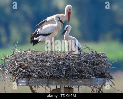 17. Juni 2019, Brandenburg, Strützkow: ein Weißstorch (Ciconia ciconia) steht zusammen mit zwei junge Tiere in einem Nest in der Ortsmitte von Stützkow in den Nationalpark Unteres Odertal. Foto: Patrick Pleul/dpa-Zentralbild/ZB Stockfoto