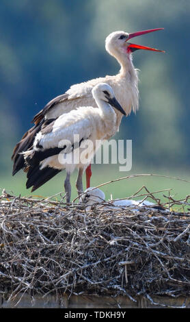 17. Juni 2019, Brandenburg, Strützkow: ein Weißstorch (Ciconia ciconia) steht zusammen mit zwei junge Tiere in einem Nest in der Ortsmitte von Stützkow in den Nationalpark Unteres Odertal. Foto: Patrick Pleul/dpa-Zentralbild/ZB Stockfoto