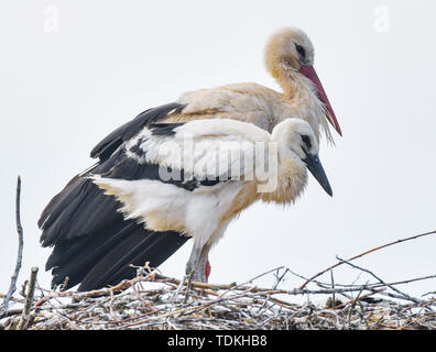 17. Juni 2019, Brandenburg, Strützkow: ein Weißstorch (Ciconia ciconia) steht zusammen mit einem jungen Tier in einem Nest in der Ortsmitte von Stützkow in den Nationalpark Unteres Odertal. Foto: Patrick Pleul/dpa-Zentralbild/ZB Stockfoto