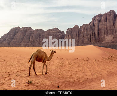 Einsame Wild Camel Spaziergänge über den Sand in der Nähe des Wadi Rum. Stockfoto