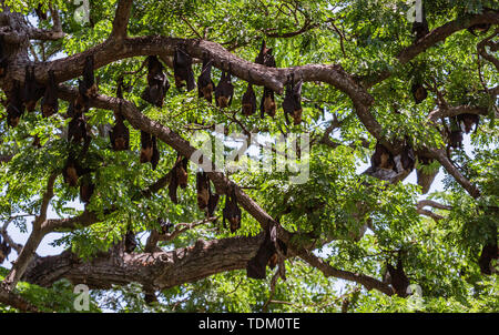 Große Fledermäuse hängen von den Bäumen während des Tages von Bäumen aus Sri Lanka. Stockfoto