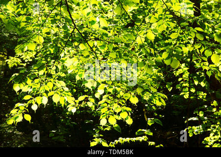 Frisches Grün Kikuchi Schlucht, Präfektur Kumamoto, Japan Stockfoto