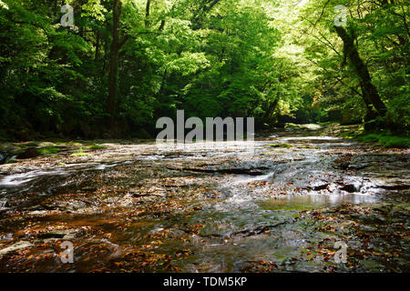 Frisches Grün Kikuchi Schlucht, Präfektur Kumamoto, Japan Stockfoto