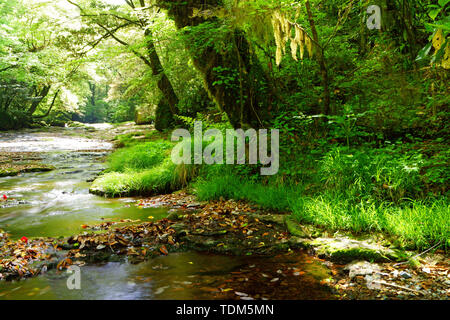 Frisches Grün Kikuchi Schlucht, Präfektur Kumamoto, Japan Stockfoto