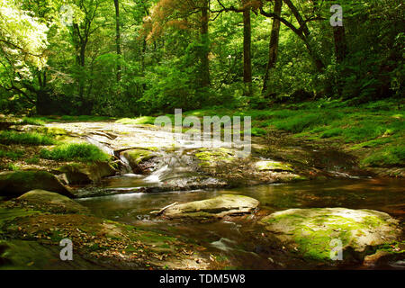 Frisches Grün Kikuchi Schlucht, Präfektur Kumamoto, Japan Stockfoto