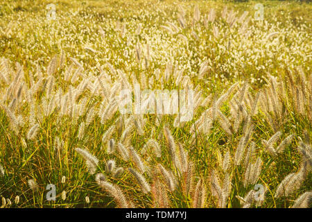 Kusasenri in Morgen, Präfektur Kumamoto, Japan Stockfoto