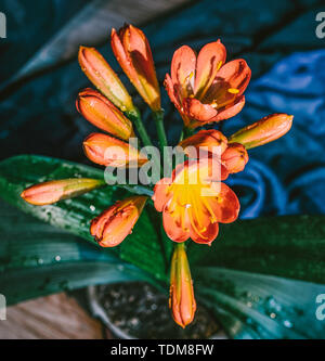 Orange Monarch Orchideenblüten in Innenräumen Stockfoto