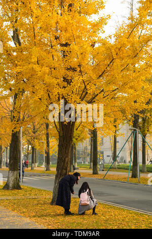 Ginkgo Allee, Chengdu Universität elektronische Wissenschaft und Technologie Stockfoto