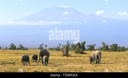 Elefanten mit mt Kilimanjaro im Amboseli Nationalpark Stockfoto