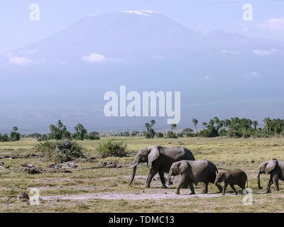 In der Nähe von Elefanten und den Kilimandscharo in der amboseli in Kenia Stockfoto